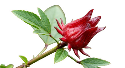 Hibiscus