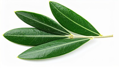 Olive Leaf
